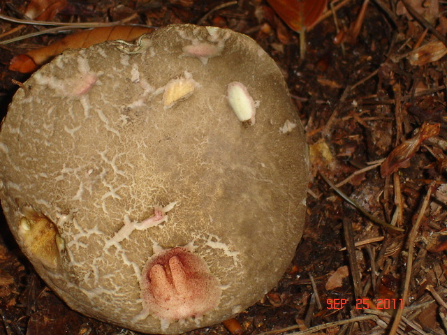 Bolete Fungus (top)